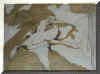 wpe17.jpg (14959 Byte)